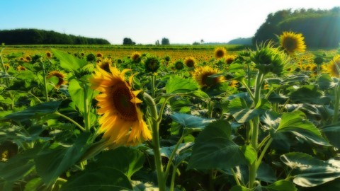 Field of Sunflowers