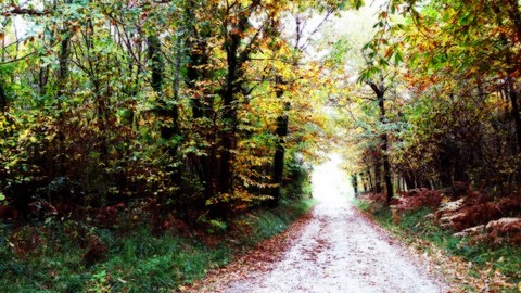 Autumn Path