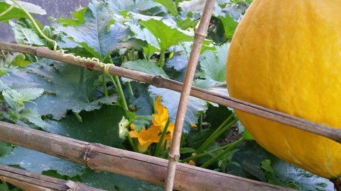 Natural Squash