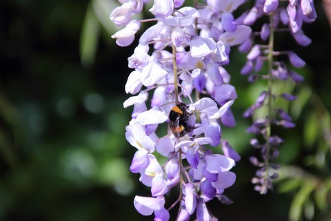 Buzzing Wisteria
