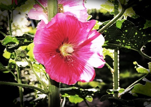 Hollyhock