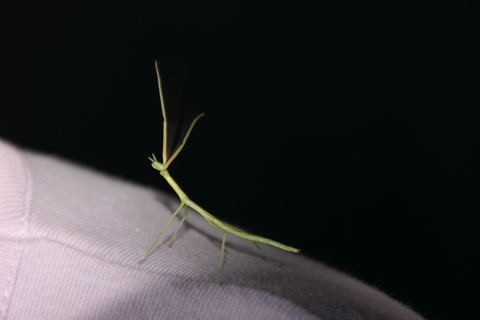 Stick insect on the shoulder