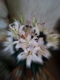 White Lilies